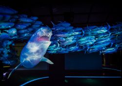 Ocean_Życia
