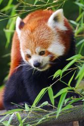 zoo-wroclaw